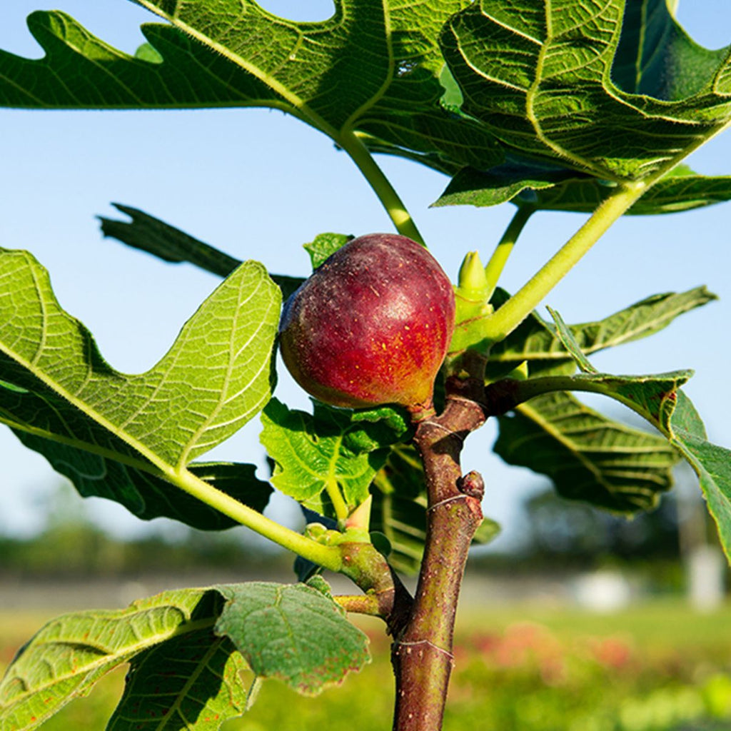 Chicago Hardy Fig Tree – Live Plant (Ficus carica) – Cold Hardy & Self-Fertile – Sweet Edible Fruit – Grows in Ground or Container