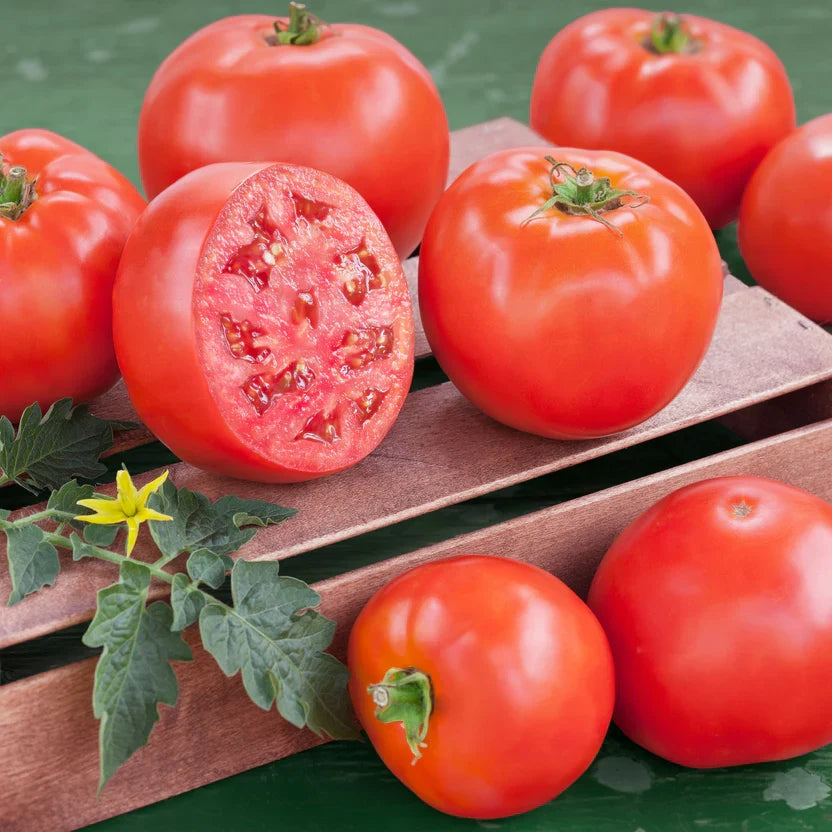 2 Goliath Tomato Live Plants (Solanum lycopersicum) 6–10" | Large Red Slicer | Heirloom Garden Vegetable Starter Plants