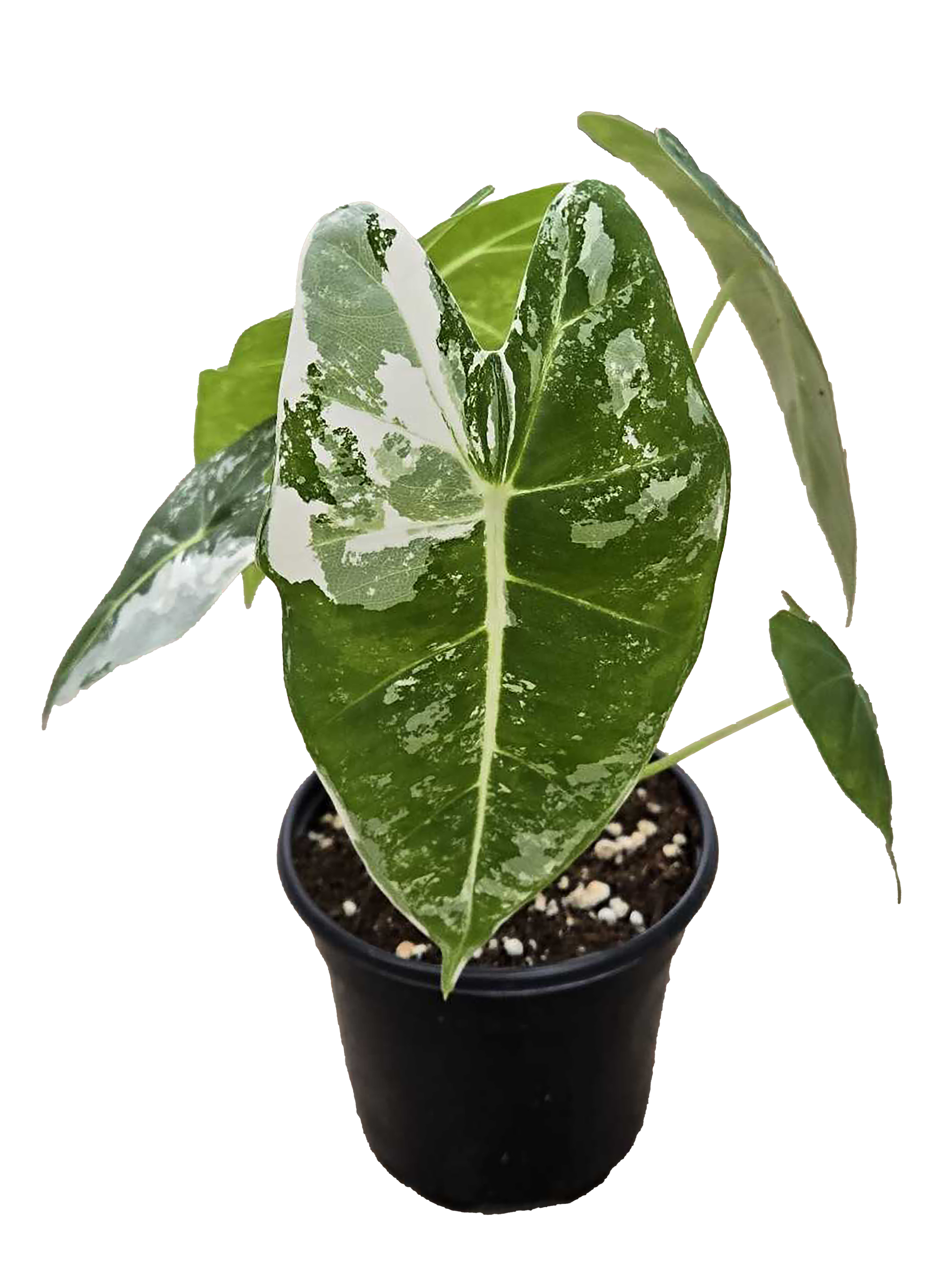 Alocasia Frydek Variegated
