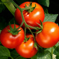 2 Celebrity Tomato Live Plants (Solanum lycopersicum) 6–10" | Popular Slicer | Disease-Resistant Garden Vegetable Starter Plants