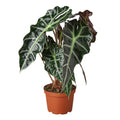 Alocasia Polly 'African Mask