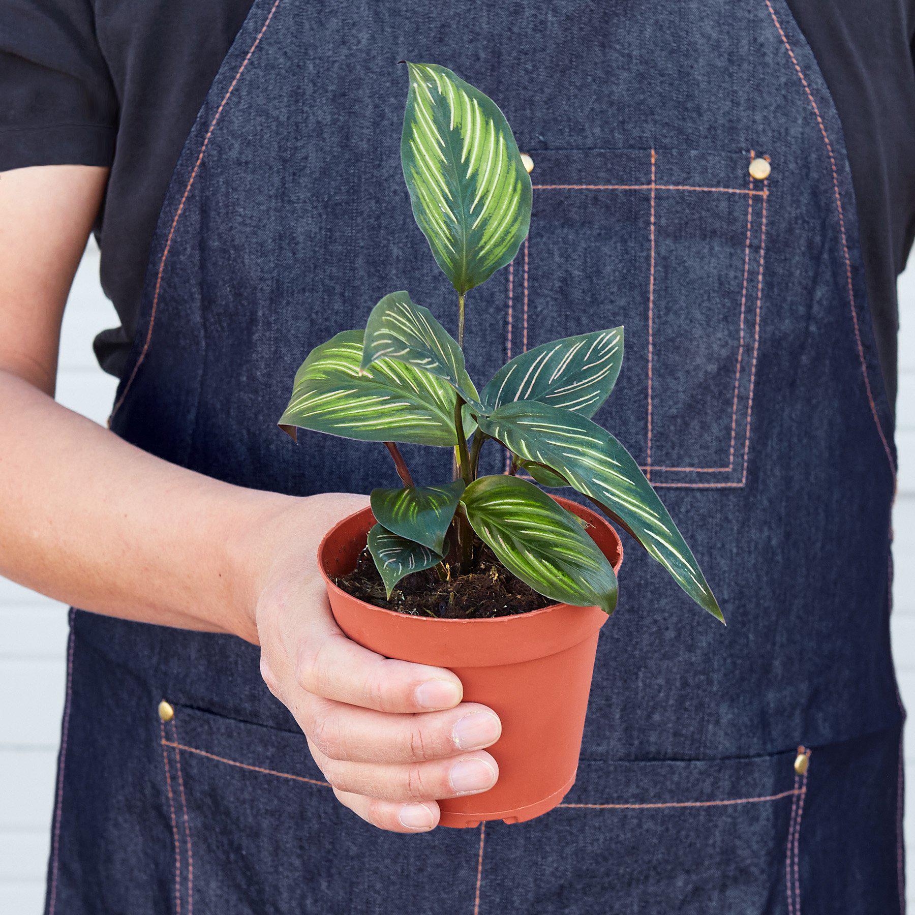 Calathea 'Beauty Star' - 6" Pot - NURSERY POT ONLY