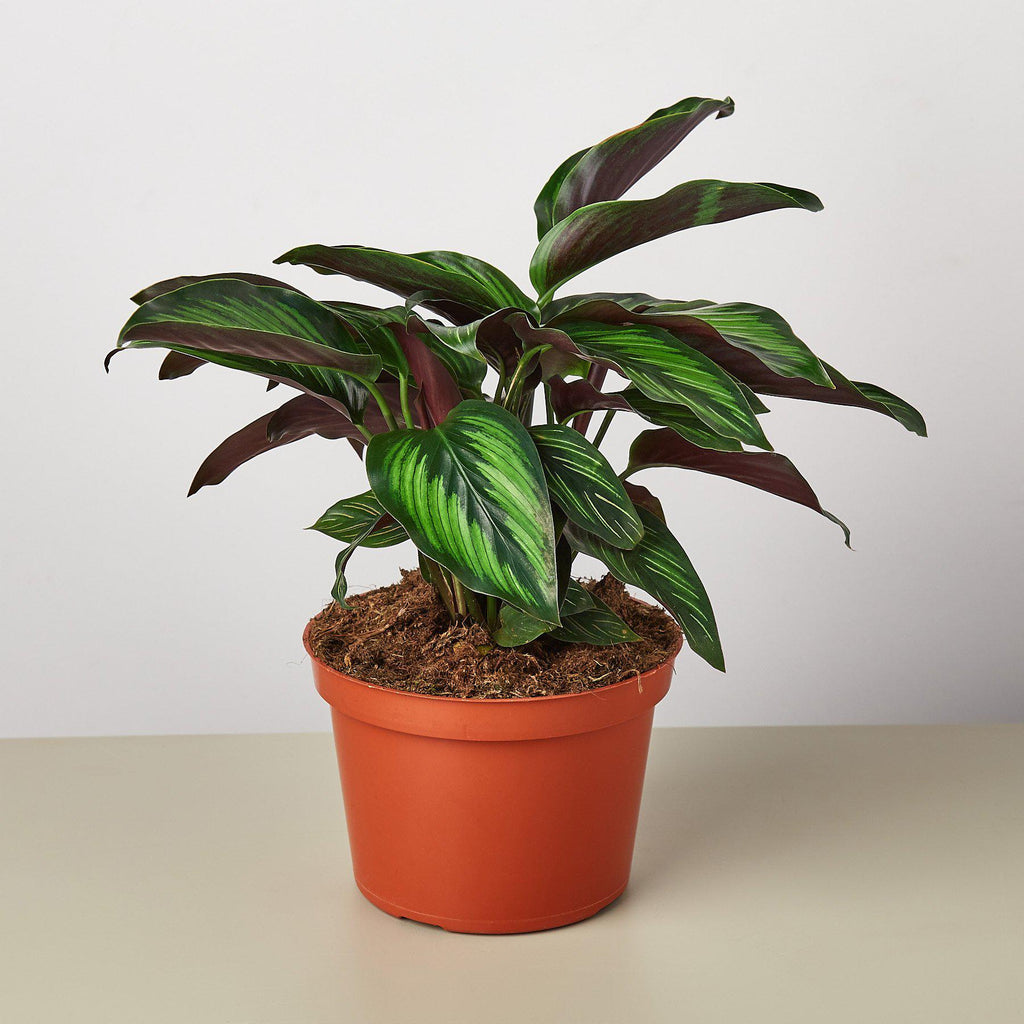 Calathea 'Beauty Star' - 6" Pot - NURSERY POT ONLY