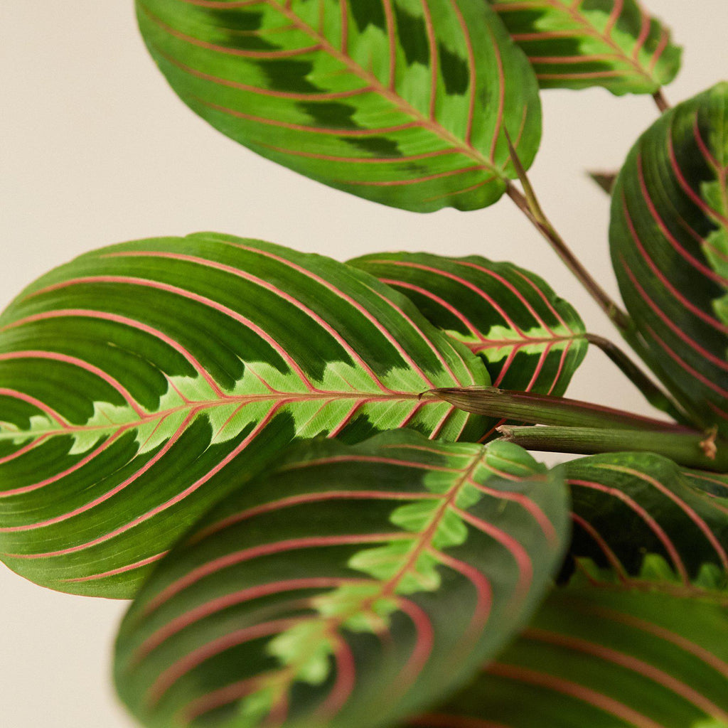 Maranta Red Prayer - 4" Pot - NURSERY POT ONLY