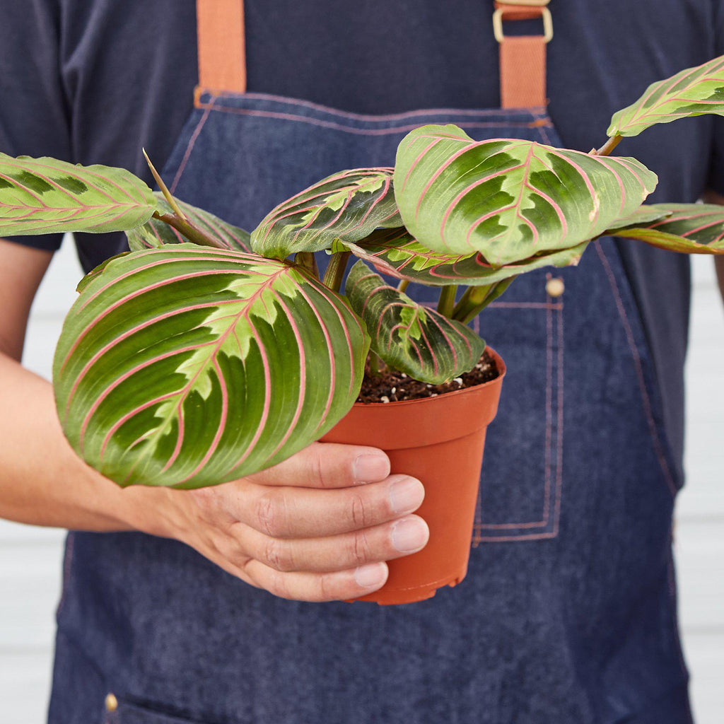 Maranta Red Prayer - 4" Pot - NURSERY POT ONLY