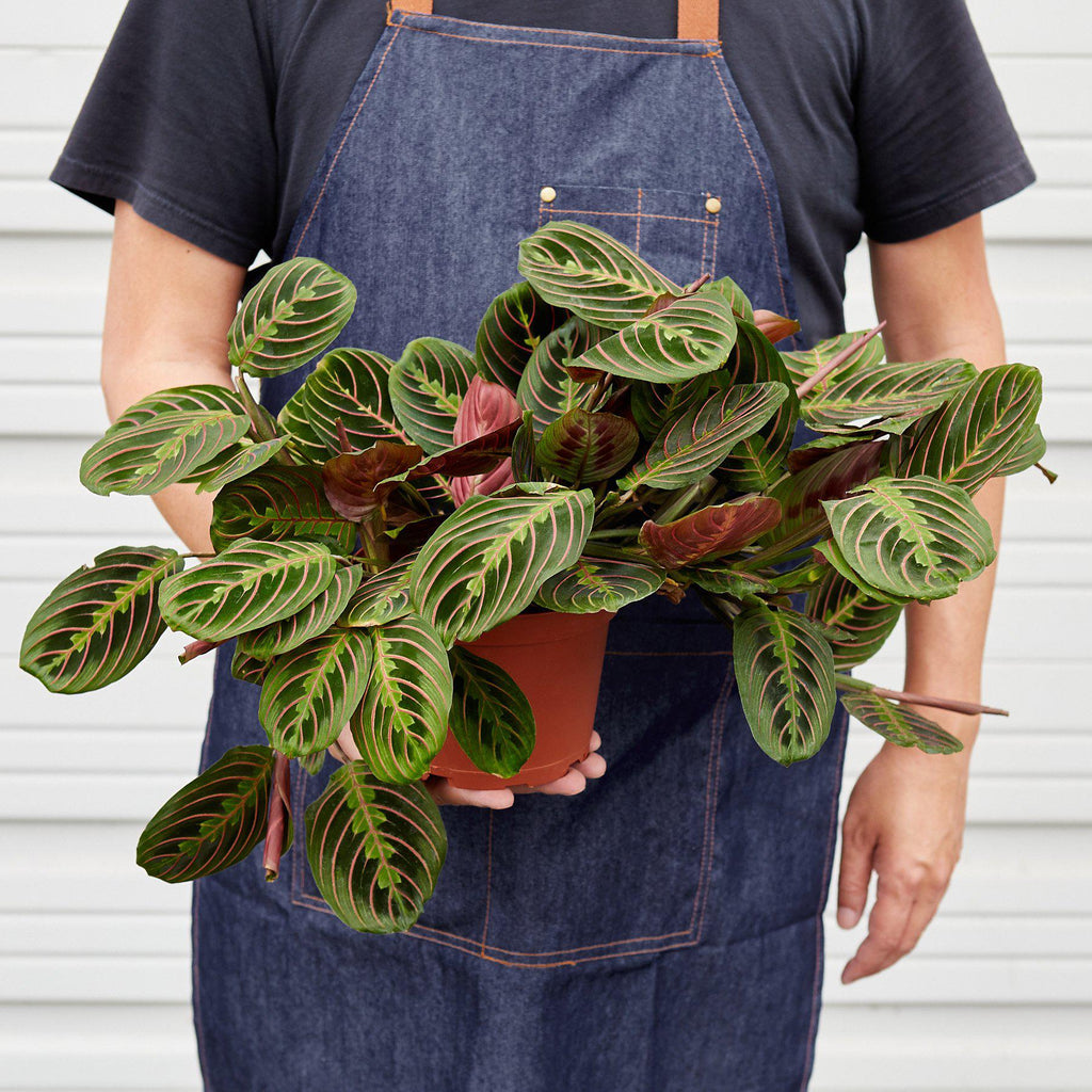 Maranta Red Prayer - 6" Pot - NURSERY POT ONLY