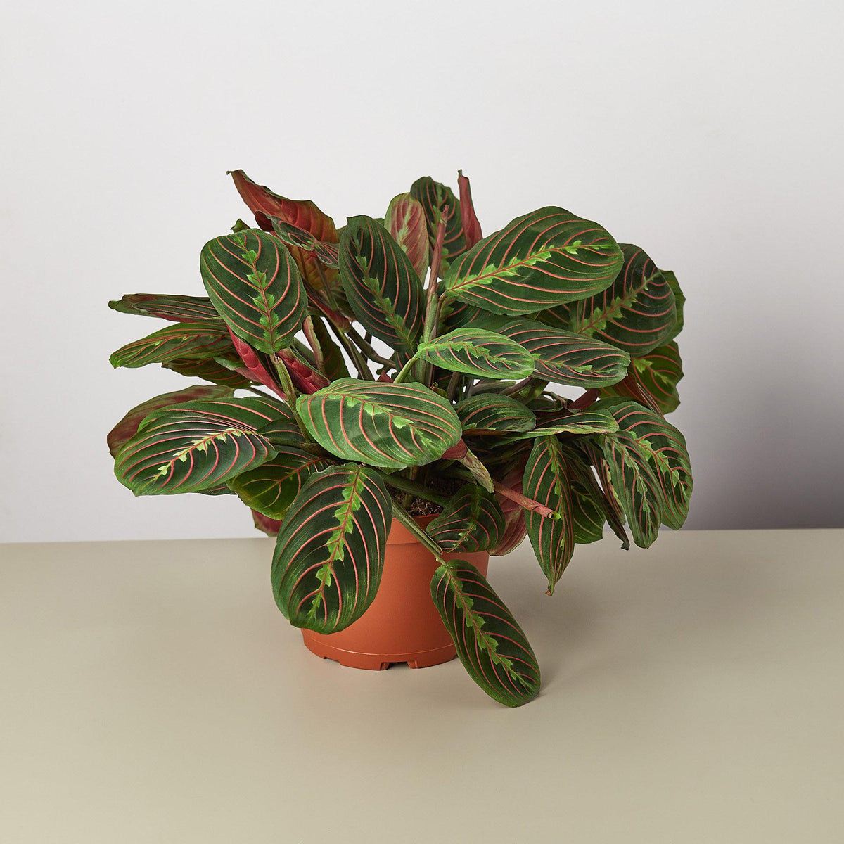 Maranta Red Prayer - 6" Pot - NURSERY POT ONLY