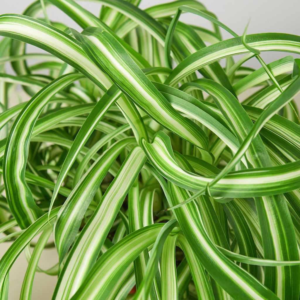 Spider Plant Hawaiian - 6" Pot - NURSERY POT ONLY