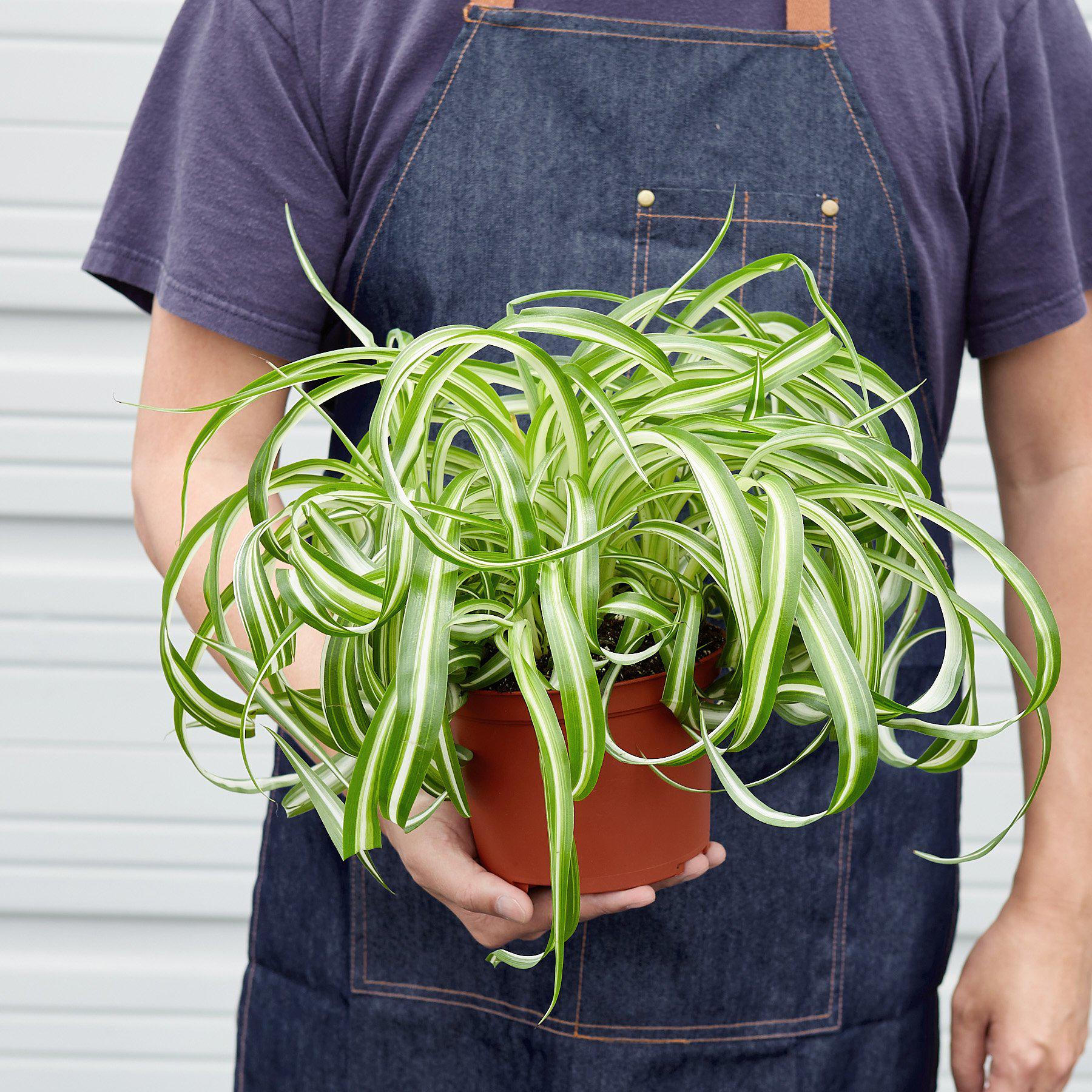 Spider Plant Hawaiian - 6" Pot - NURSERY POT ONLY