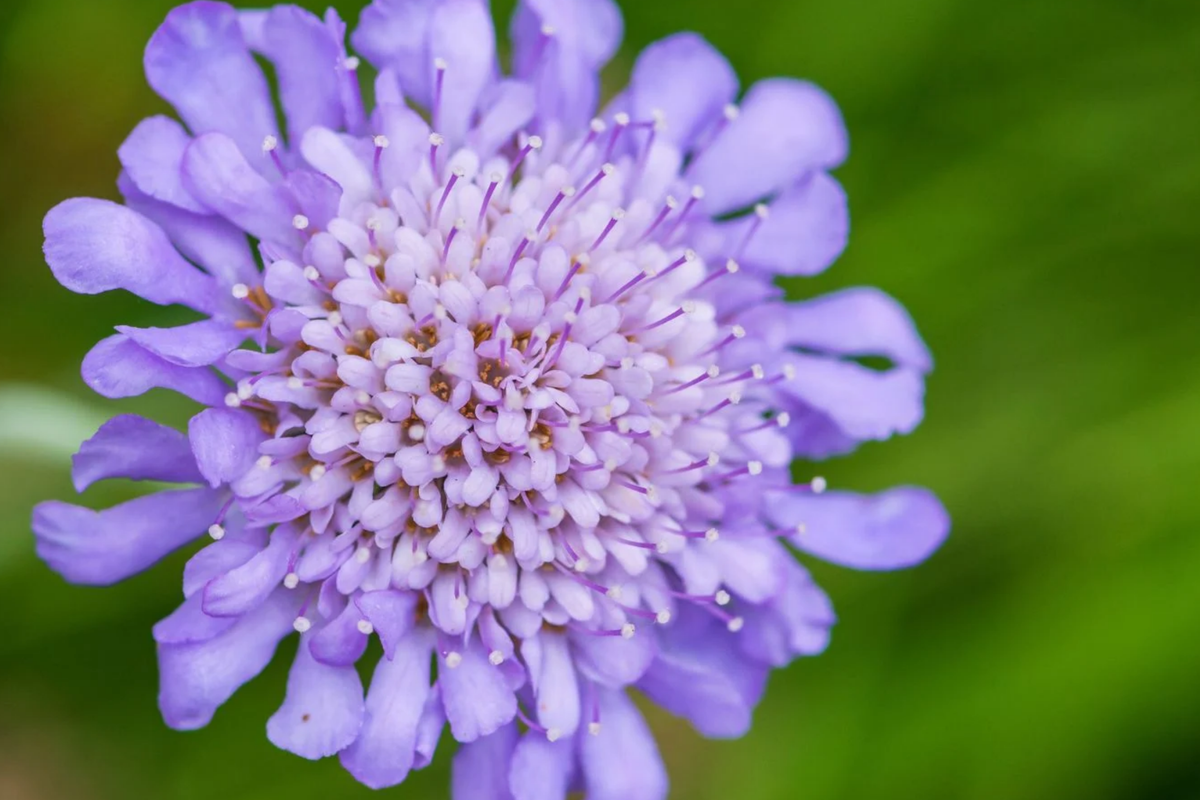 Deep Blue Scabiosa Seeds - 75 Annual Flower Seeds, Scabiosa columbaria, Blue Flower Variety for Gardens