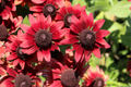 Cherry Brandy Rudbeckia Seeds - 125 Annual Flower Seeds for Garden - Rudbeckia hirta