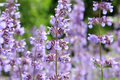 Catmint Seeds | 100 Seeds | Common White Variety | Non-GMO | Nepeta cataria