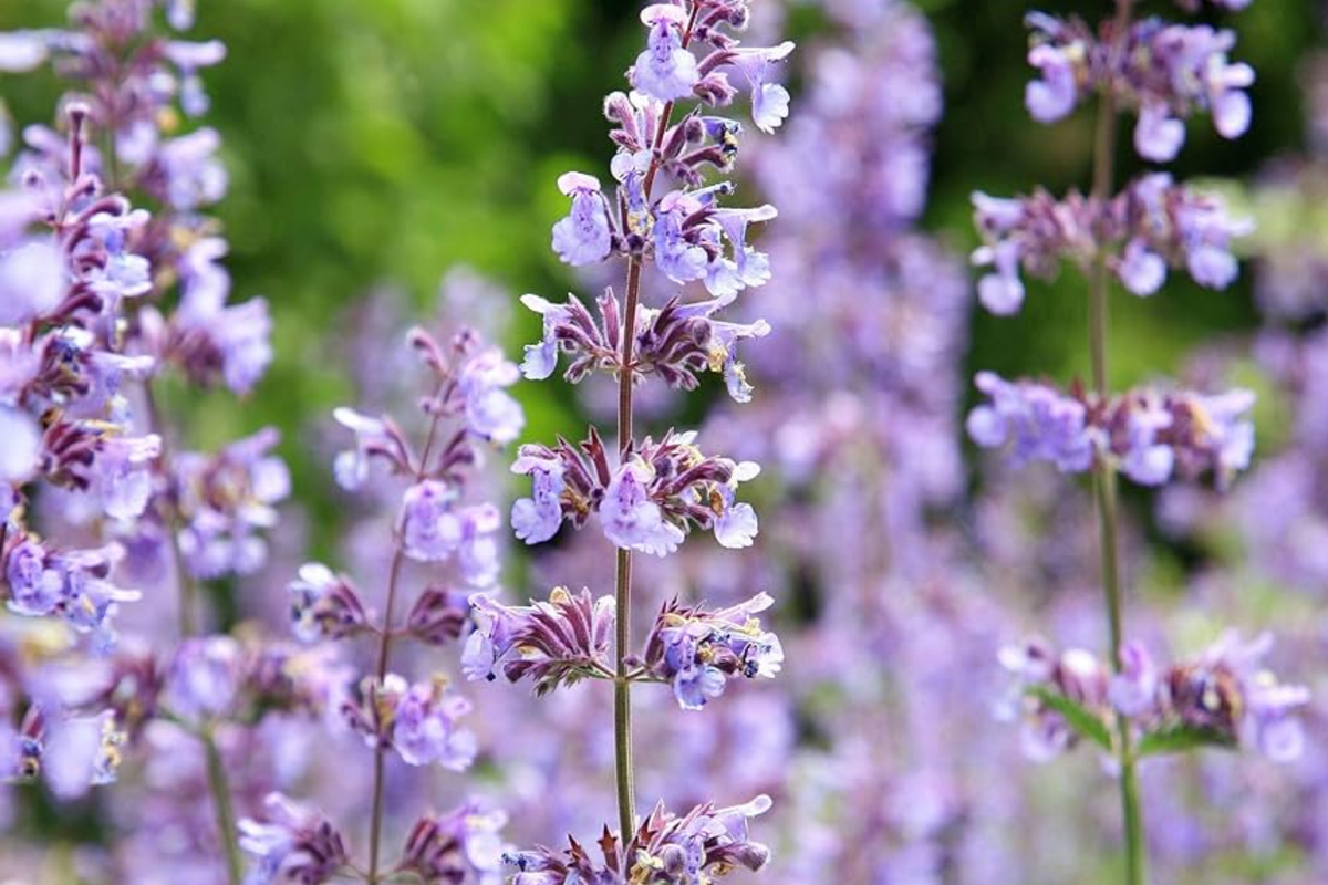 Catmint Seeds | 100 Seeds | Common White Variety | Non-GMO | Nepeta cataria