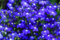 Magic Blue Creeping Thyme Seeds - 20000 Heirloom Ground Cover Seeds - Thymus serpyllum