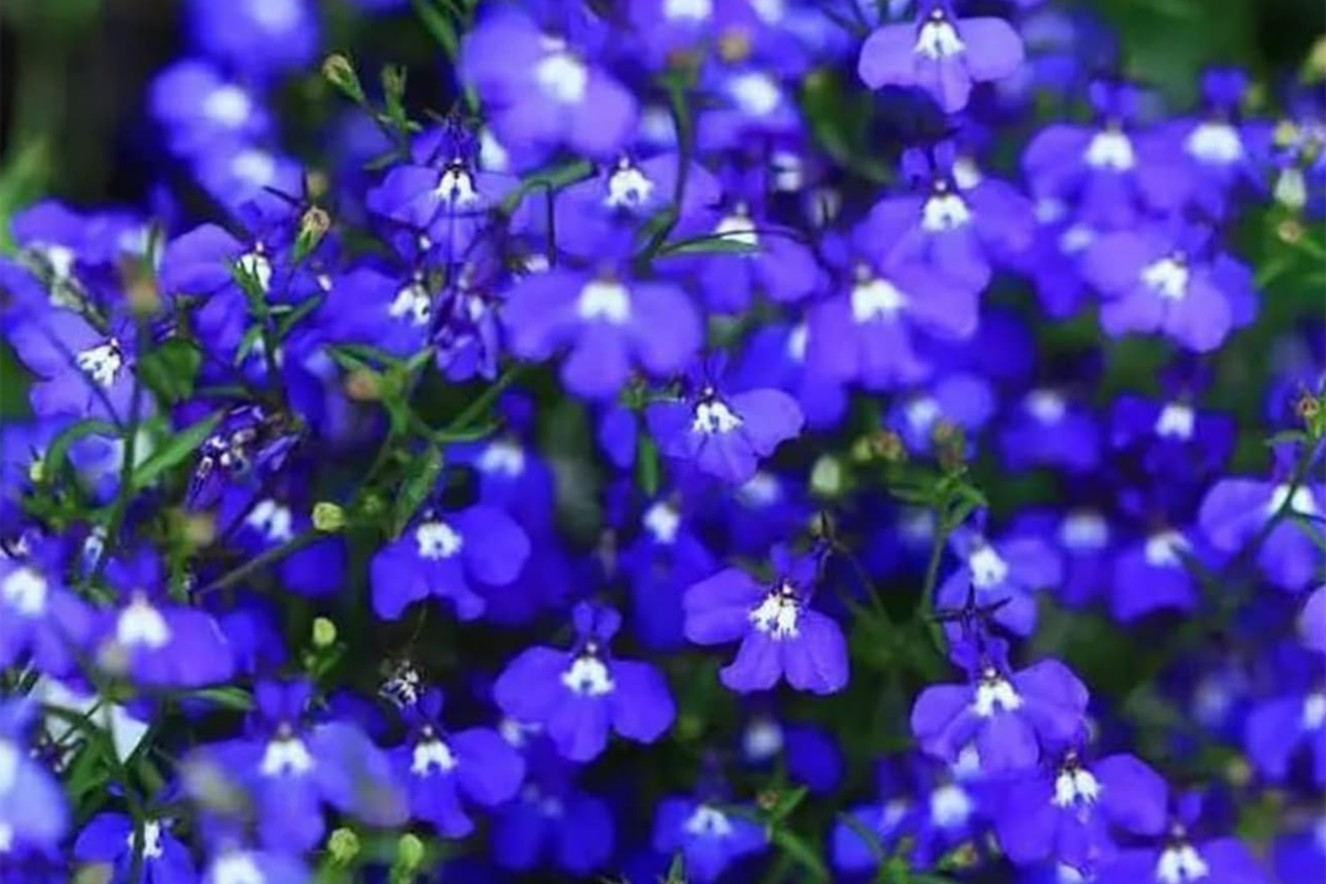 Magic Blue Creeping Thyme Seeds - 20000 Heirloom Ground Cover Seeds - Thymus serpyllum