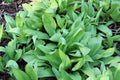 Wild Ramps 10 Seeds - Allium tricoccum - Ramson Vegetable, Wild Garlic, Wild Leek Plant