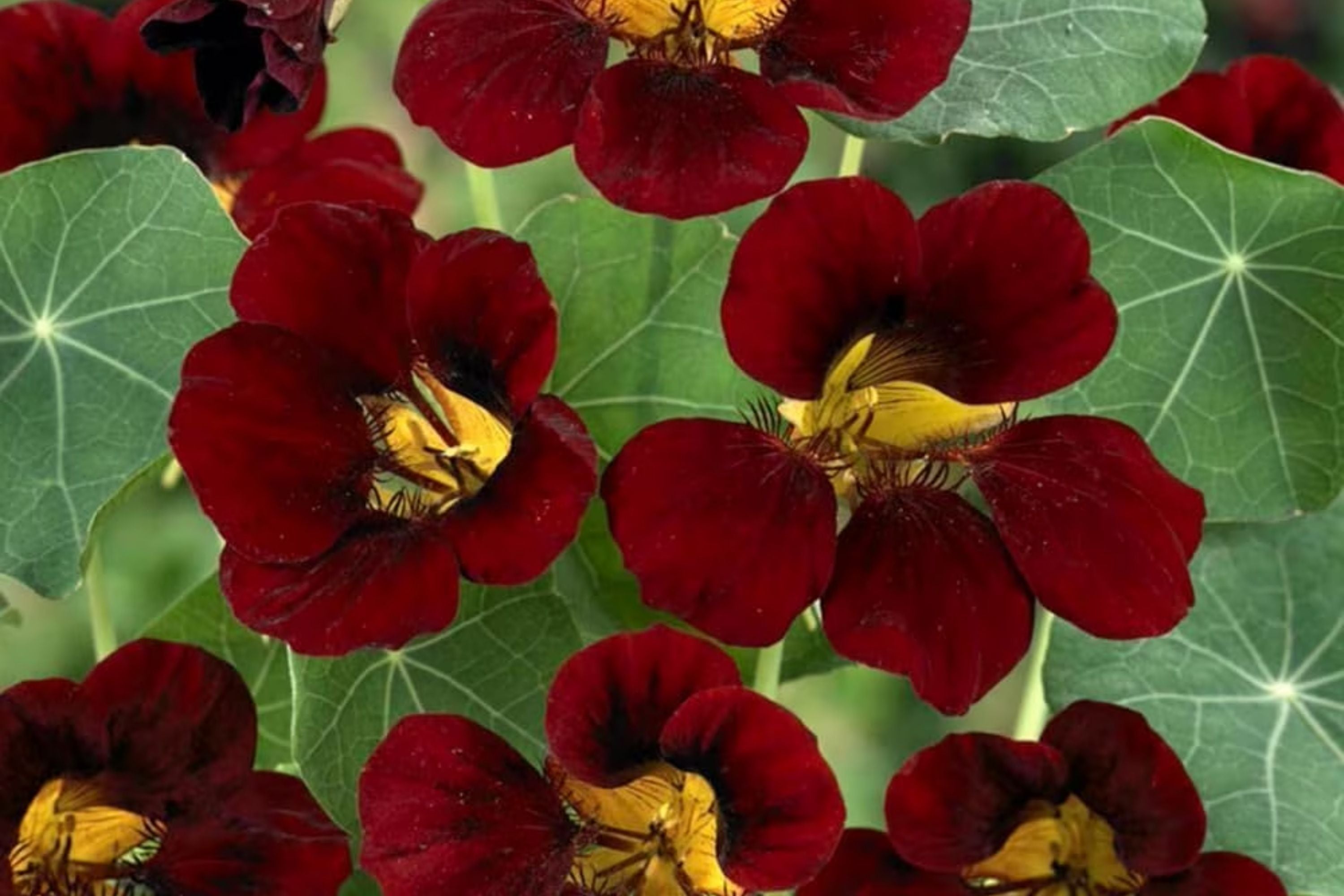Black Velvet Nasturtium 25 Seeds | Heirloom Non-GMO | Edible Flowers | Tropaeolum majus