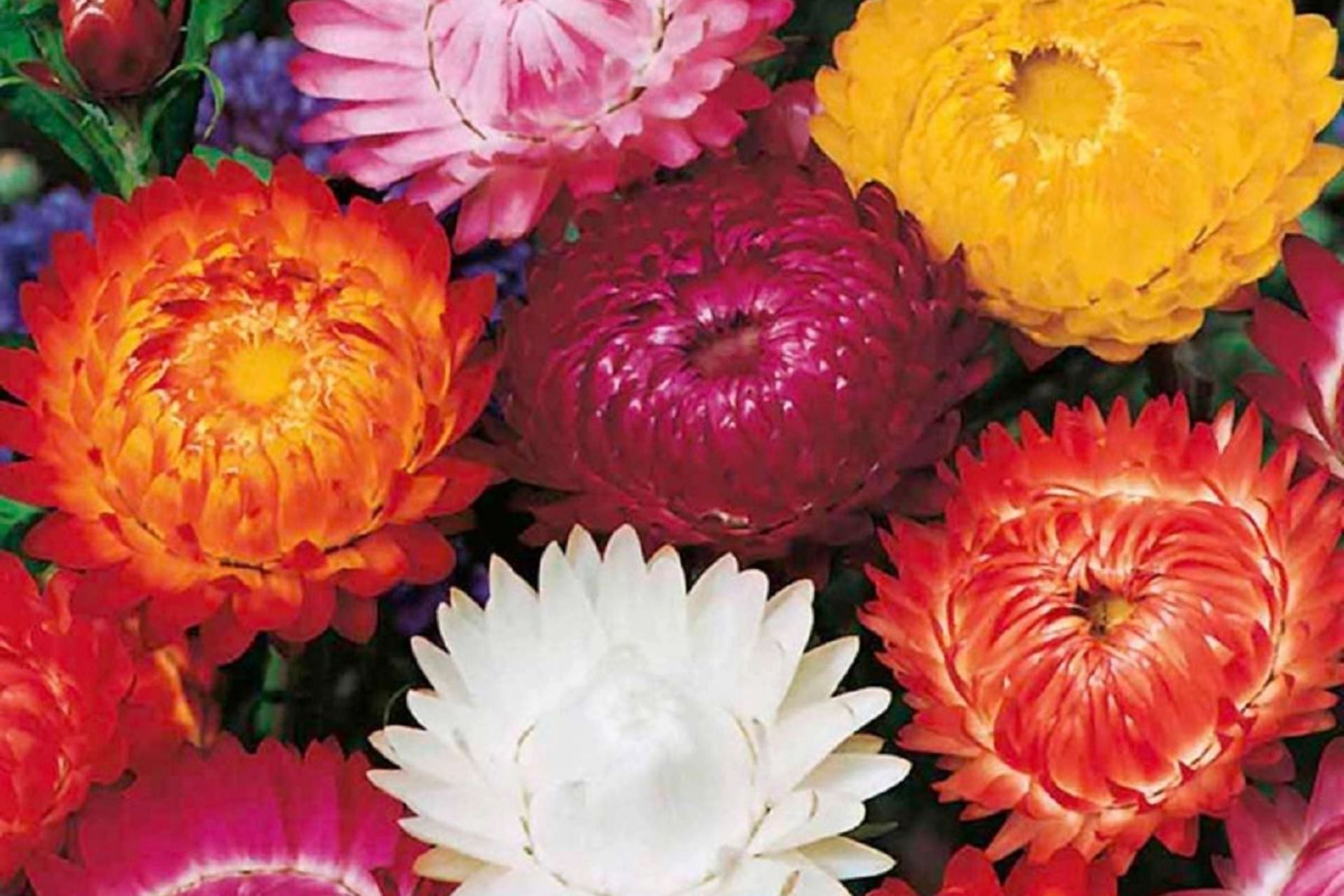 Swiss Giant Mix Strawflower 100 Seeds | Non-GMO Flower Seeds | Helichrysum bracteatum | Bulk Pack