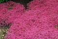 Red Creeping Thyme Seeds - 20000+ Non-GMO Perennial Ground Cover Plant Seeds - Thymus serpyllum