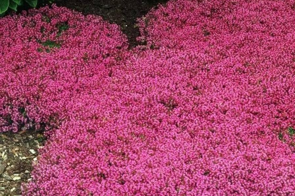 Red Creeping Thyme Seeds - 20000+ Non-GMO Perennial Ground Cover Plant Seeds - Thymus serpyllum
