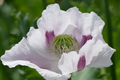 Organic Poppy Seeds - 20,000 Untreated Tasmanian Papaver Somniferum for Planting
