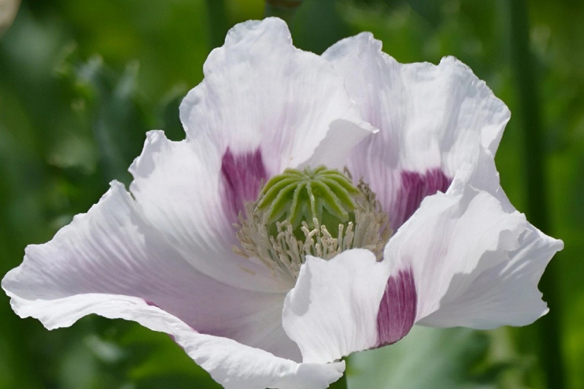 Organic Poppy Seeds - 20,000 Untreated Tasmanian Papaver Somniferum for Planting