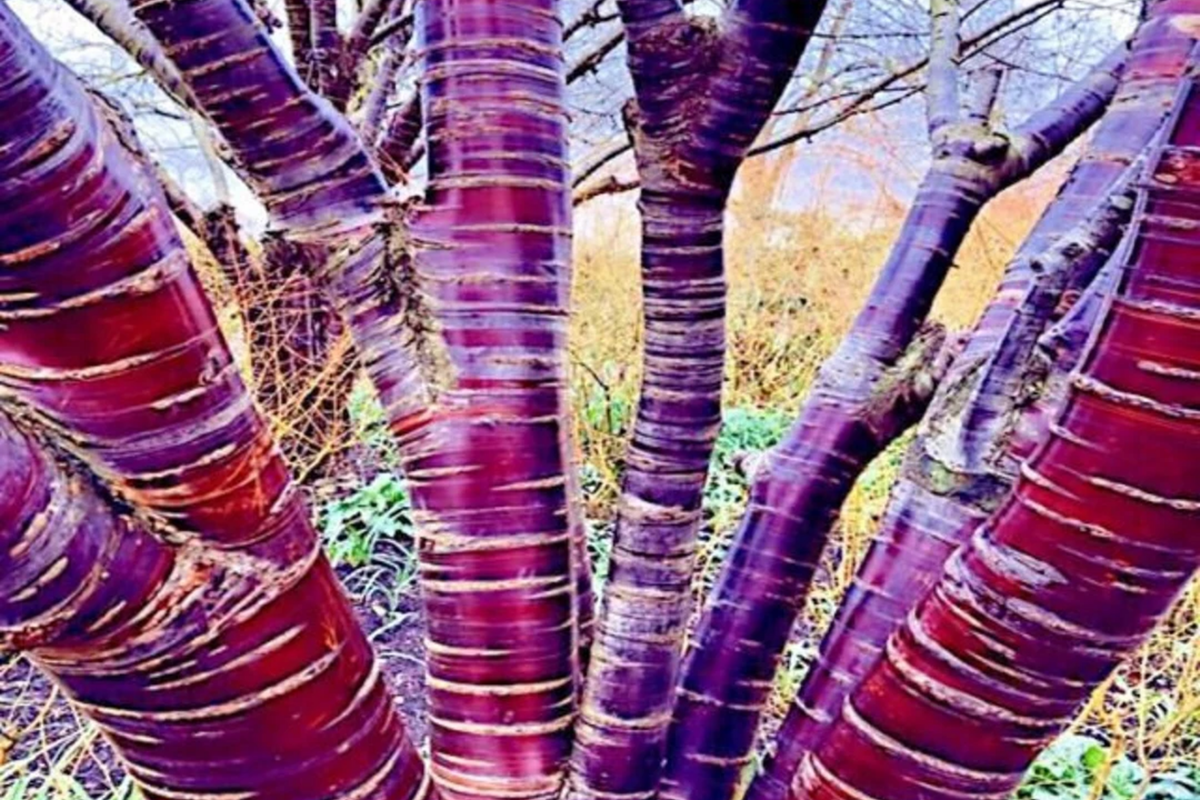Tibetan Paper Birchbark Cherry Tree Seeds - Prunus serrula - Hardy Plant with Shiny Bark