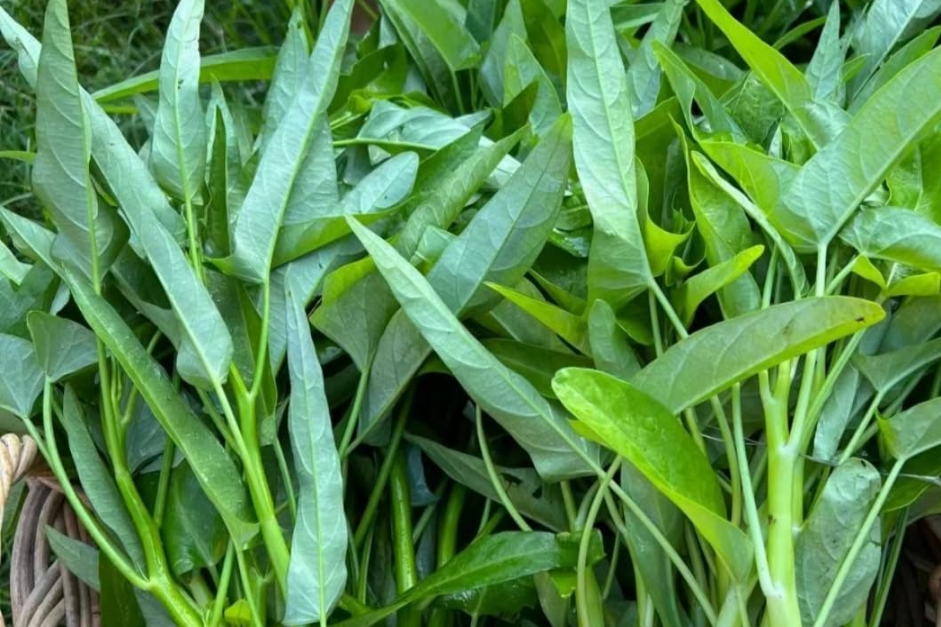 Thai Water Spinach Seeds - White Stem Ong Choy Kangkong Kong Xin Cai - Fast Growing Aquatic Vegetable Seeds