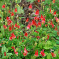 Live Wild Red Columbine Plant - Aquilegia canadensis - Native Perennial in 1 Pint Pot - Hummingbird Magnet for Shade or Sun Gardens