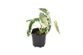 Alocasia Frydek Variegated