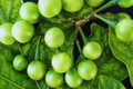 Pea Eggplant 20 Seeds, Brush Eggplant, Turkey Berry, Thai Variety, Solanum torvum