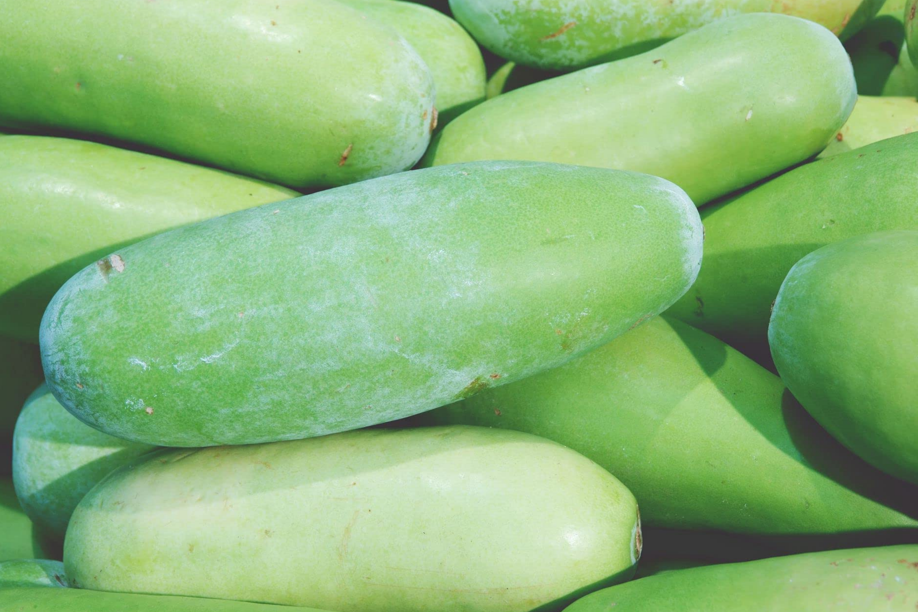 Black Skin Winter Melon Seeds | Non-GMO | Black-Skinned Variety | Benincasa hispida