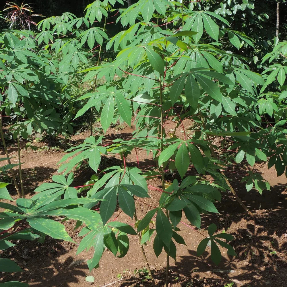 4 Cassava Cuttings – Manihot esculenta Live Tropical Stems – Hardy Green Foliage Plant for Landscaping, Edible Gardens & Containers