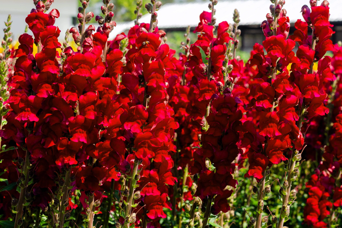 Red Snapdragon Seeds - 200 PCS Ruby Annual Flowers - Antirrhinum Majus Maximum Ruby, Ideal for Gardens & Cut Flowers
