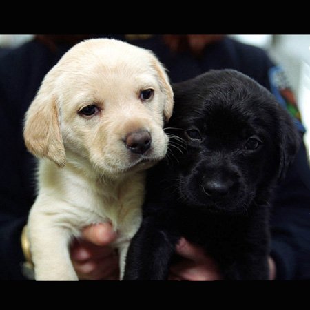 Apron - Black and Yellow Lab Puppies Dogs Labrador Retriever