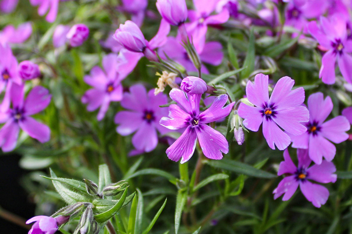 Purple Beauty Moss Phlox Seeds, 100 Non-GMO Flower Seeds, Ground Cover Perennial, Full Sun, USDA Zones 3-9, Attracts Pollinators