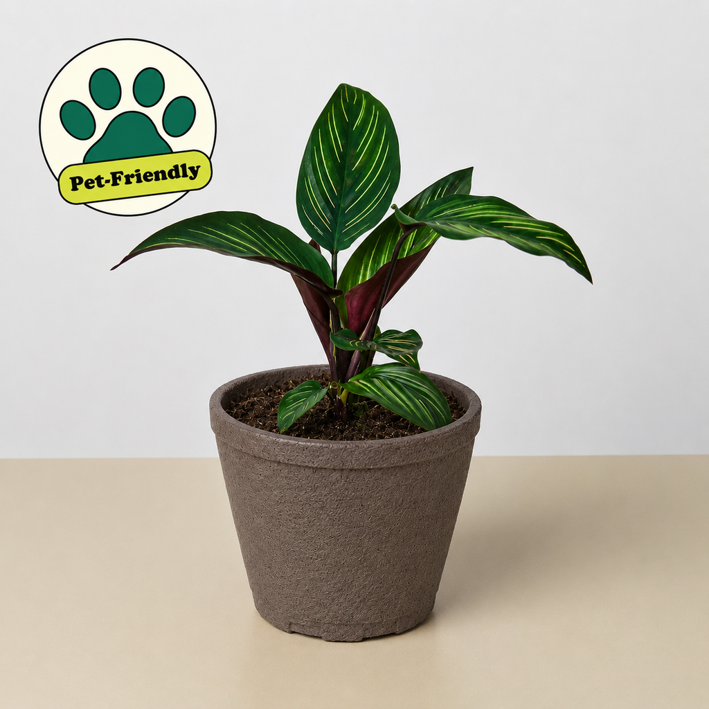 Calathea 'Beauty Star' - 6" Pot - NURSERY POT ONLY