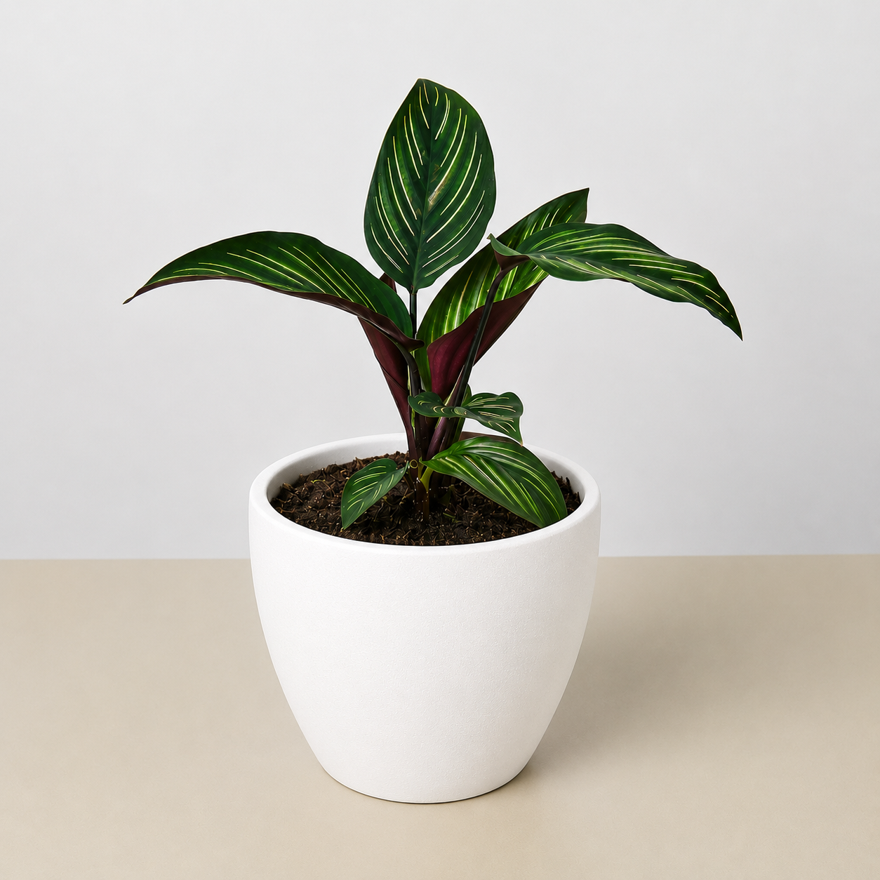 Calathea 'Beauty Star' - 6" Pot - NURSERY POT ONLY