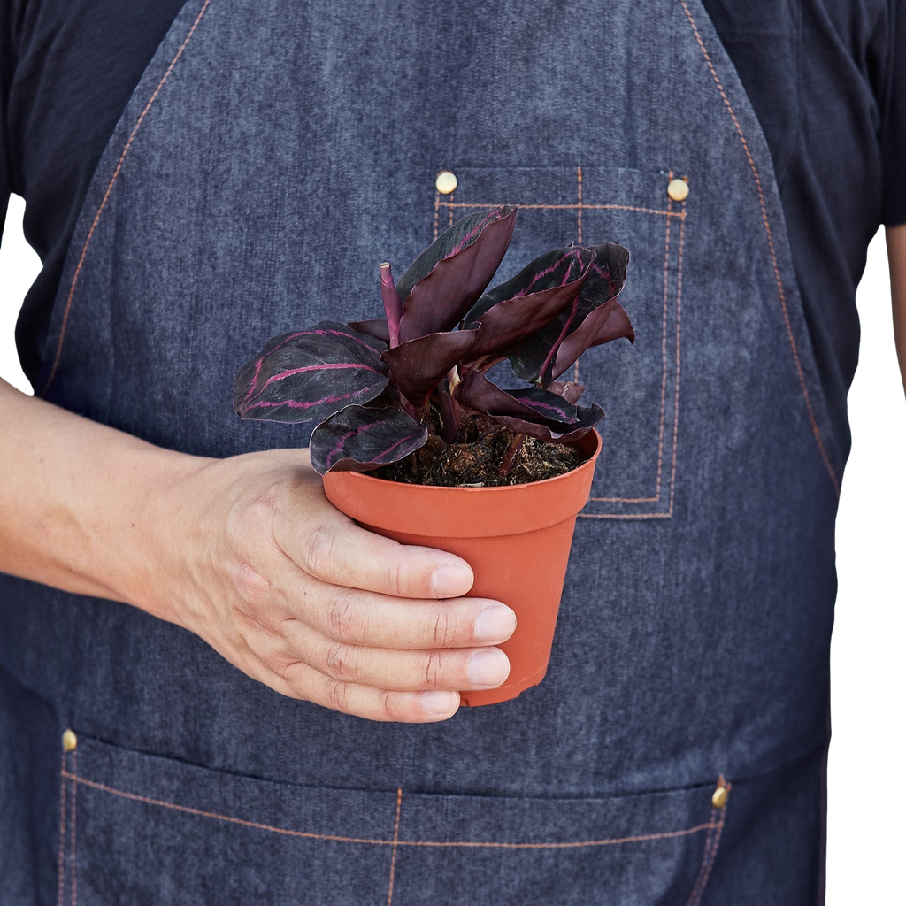Calathea 'Dottie' - 6" Pot - NURSERY POT ONLY