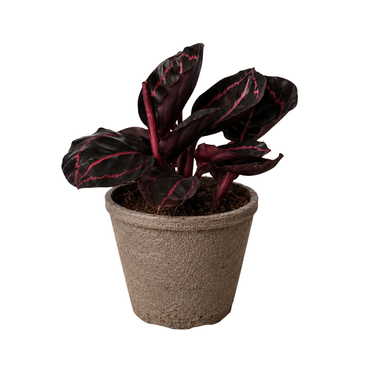 Calathea 'Dottie' - 6" Pot - NURSERY POT ONLY