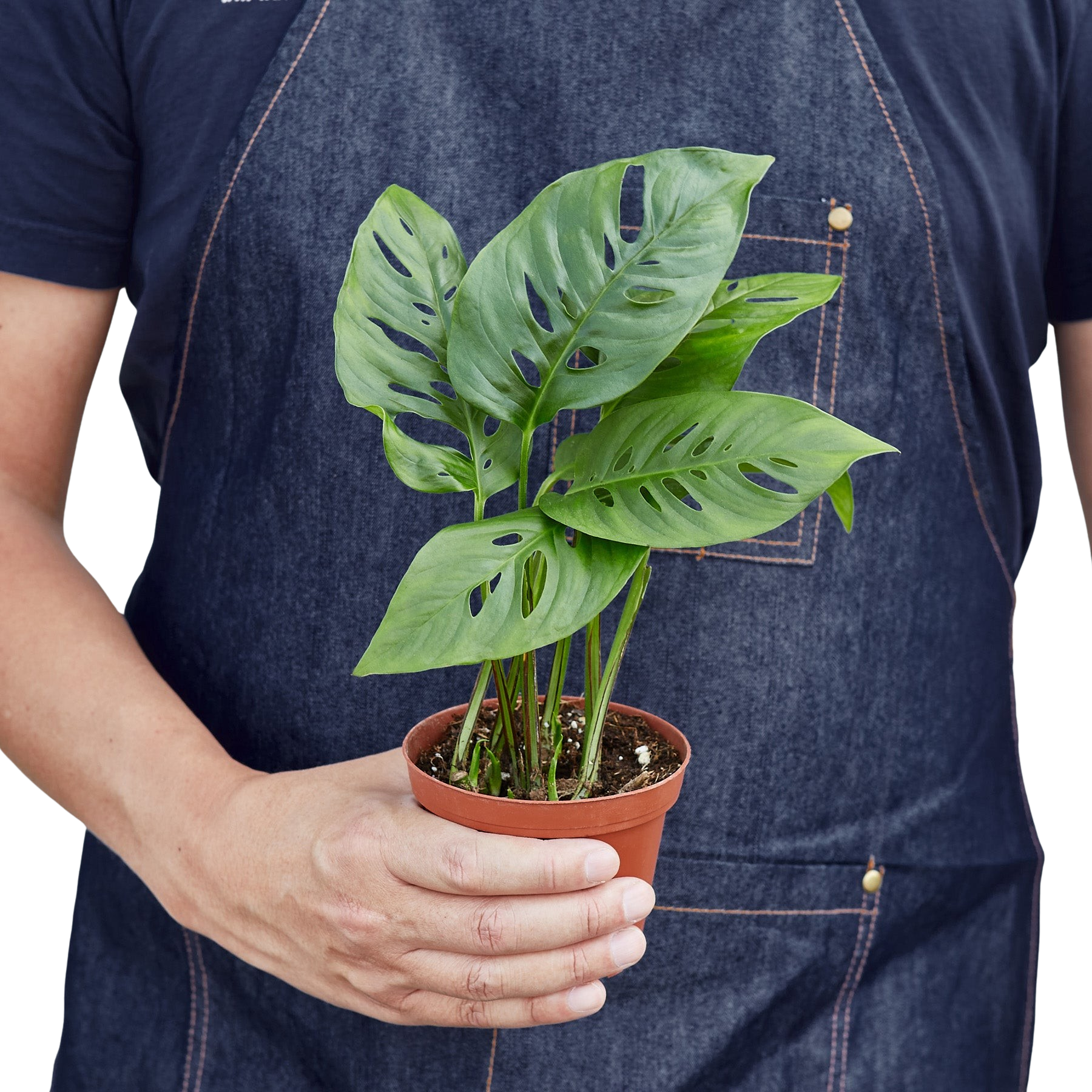 Monstera Adansonii 'Swiss Cheese' - 6" Pot - NURSERY POT ONLY