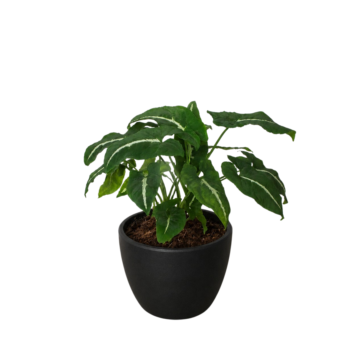 Syngonium wendlandii 'Black Velvet'