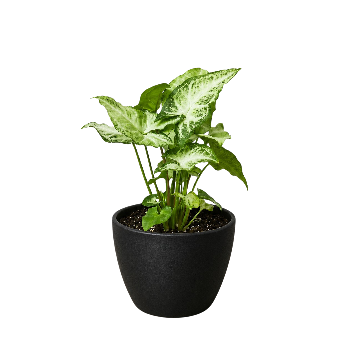 Syngonium 'White Butterfly'