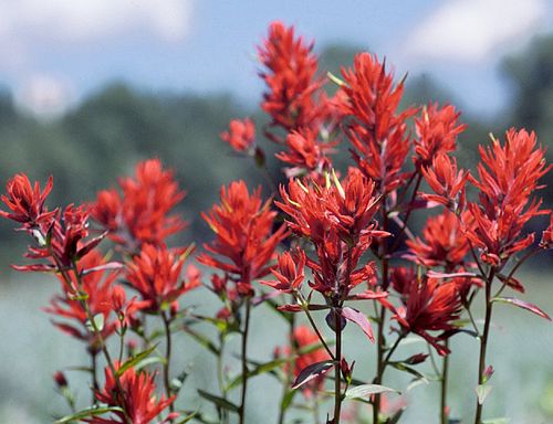50 Castilleja linariifolia Seeds | Split-Leaf Paintbrush | Wyoming Indian Paintbrush | Native Perennial Wildflower