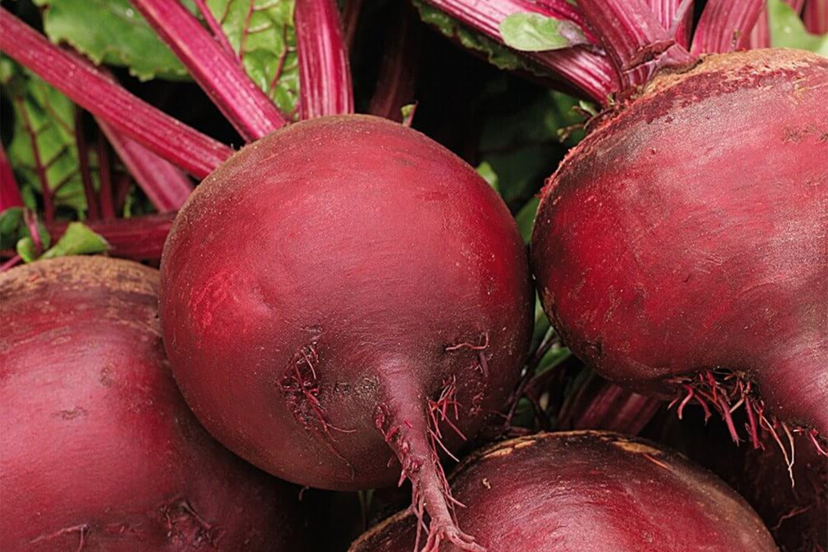500 Ruby Queen Beet Seeds - Non-GMO Heirloom | Tender & Flavorful | Perfect for Canning | USA Seller