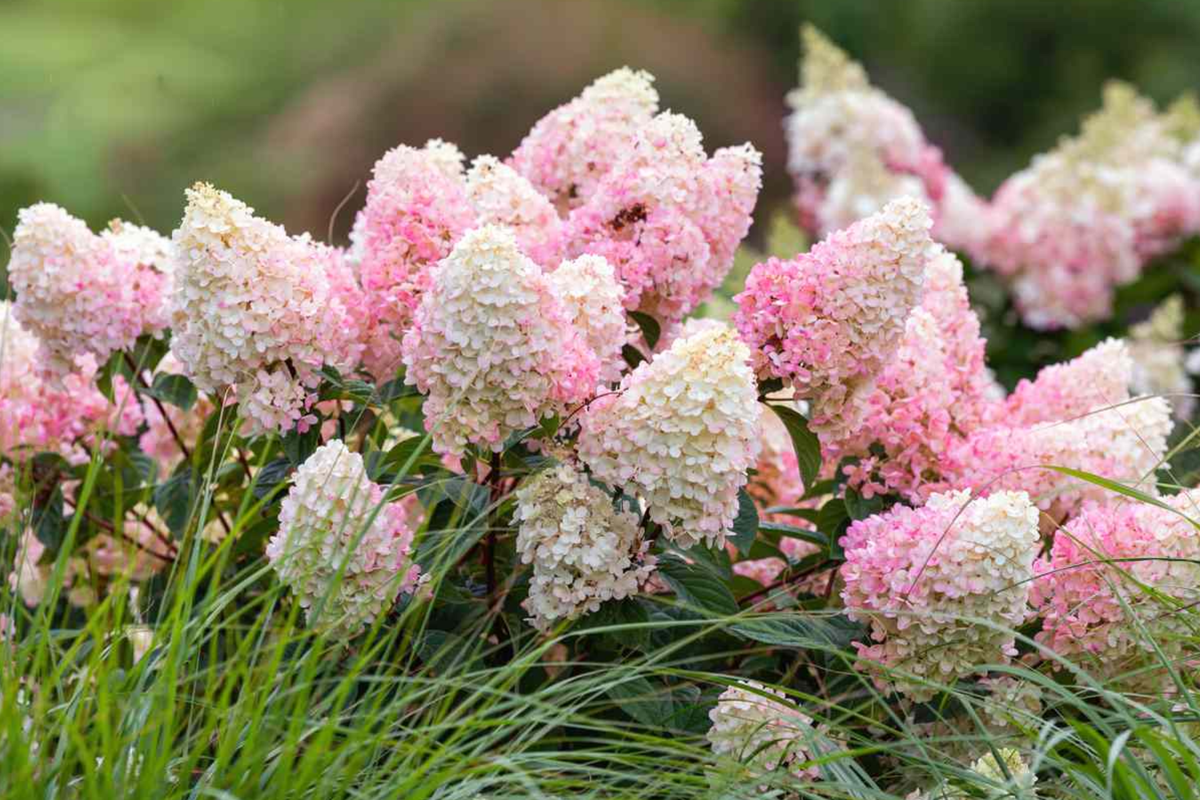 Strawberry Sundae Hydrangea | Live Plant | Bare Root | Stunning Pink & White Blooms | Zones 3-8 | Compact Flowering Shrub