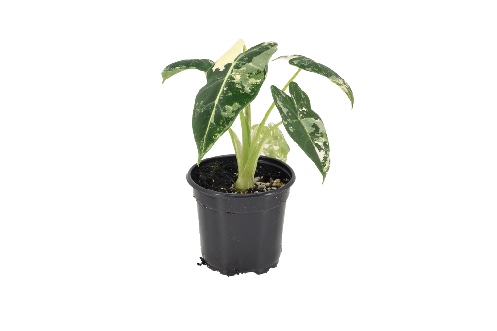 Alocasia Frydek Variegated