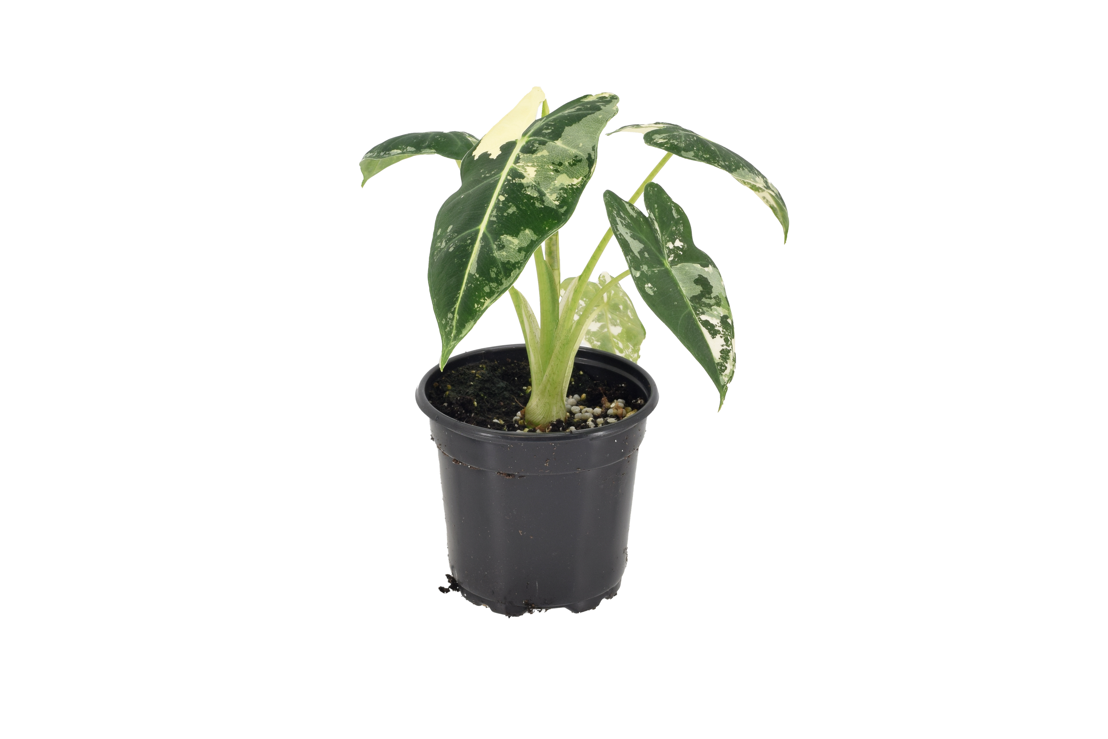 Alocasia Frydek Variegated