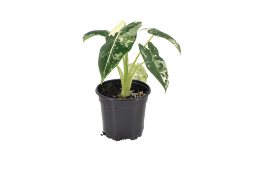 Alocasia Frydek Variegated