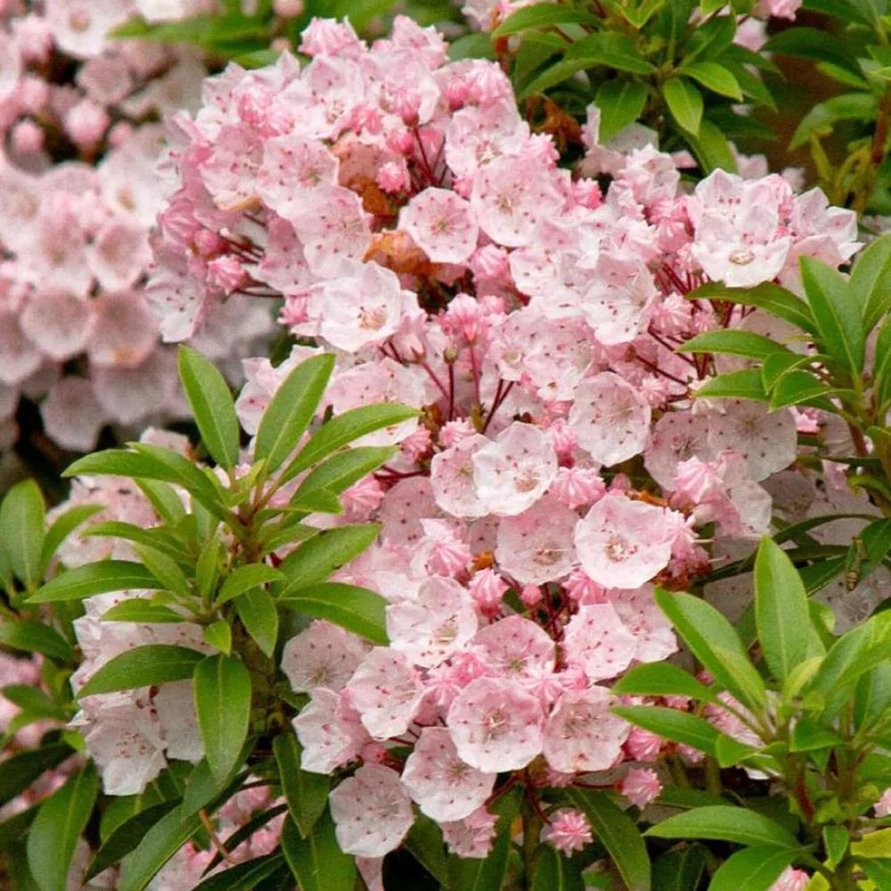 Pink Mountain Laurel (Kalmia latifolia) | Live Bare Root Shrub | Fragrant Native Flowering Plant | 1 Ft Tall